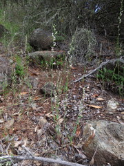 Streptanthus glandulosus secundus