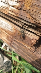 Pardosa
