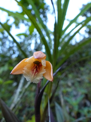 Sobralia crocea