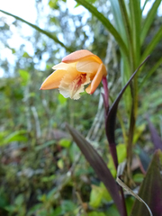 Sobralia crocea