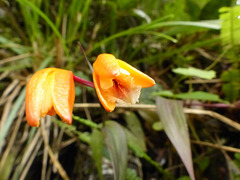 Sobralia crocea