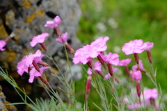 Dianthus gratianopolitanus