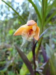Sobralia crocea
