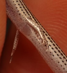 Striped Dwarf Burrowing Skink photo 3