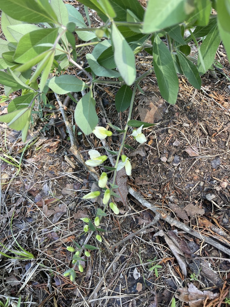 longbract wild indigo from Long Pine Rd, Chapin, SC, US on May 2, 2022