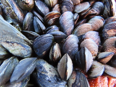 Choromytilus meridionalis
