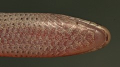 Striped Dwarf Burrowing Skink photo 5