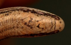 Striped Dwarf Burrowing Skink photo 2