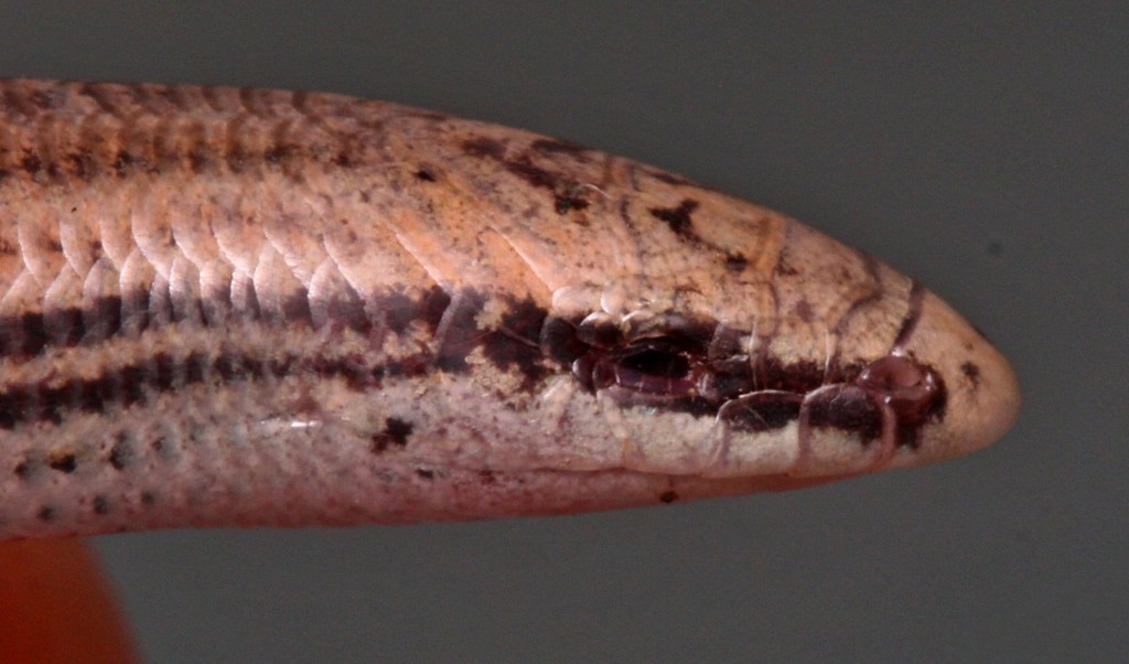Striped Dwarf Burrowing Skink
