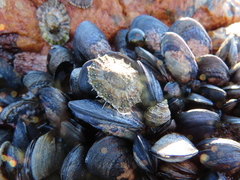 Scutellastra granularis