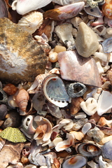 Haliotis spadicea