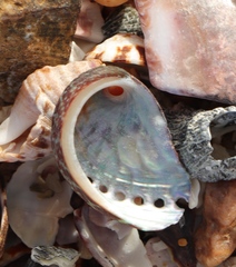 Haliotis spadicea