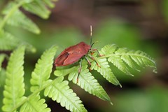 Stilida indecora