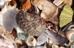 Haliotis spadicea