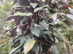 Philodendron erubescens
