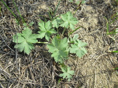 Ranunculus propinquus