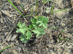 Ranunculus propinquus