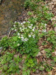 Cardamine tenera