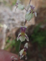 Streptanthus glandulosus secundus