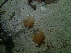 Thyone aurea