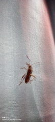 Burtinus notatipennis
