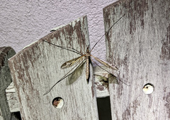 Tipula vittata