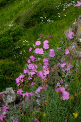 Dianthus gratianopolitanus