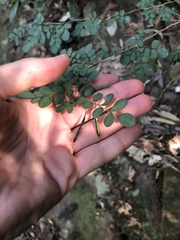 Indigofera micrantha