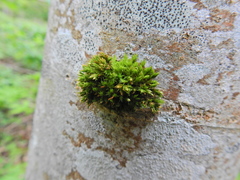 Orthotrichum stramineum