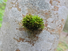 Orthotrichum stramineum