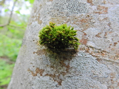 Orthotrichum stramineum