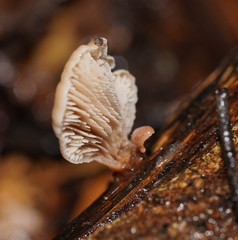 Lentinellus pulvinulus