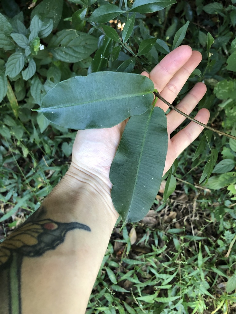 Petopentia natalensis