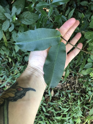 Petopentia natalensis, photograph 6
