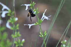 Xylocopa virginica image