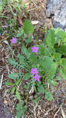 Erodium malacoides