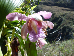 Sobralia dichotoma