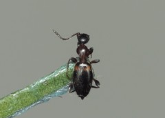 Anthelephila pedestris