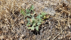 Calystegia collina oxyphylla