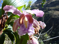 Sobralia dichotoma