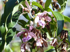 Sobralia dichotoma