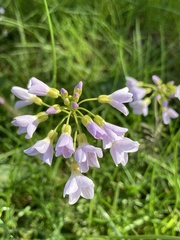 Cardamine pratensis