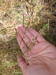 Agrostis pallens