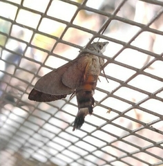Macroglossum