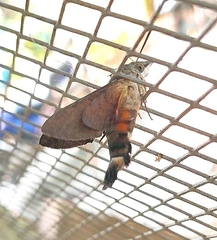 Macroglossum