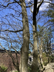 Fagus sylvatica