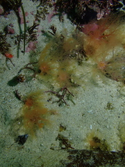 Thyone aurea
