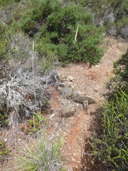 Calamagrostis ophitidis