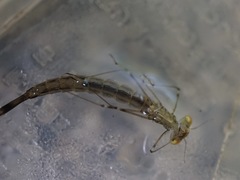 Lestes temporalis