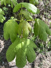 Acer pseudoplatanus